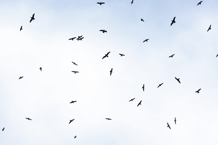 Wide Open and Free with Martin Aylward