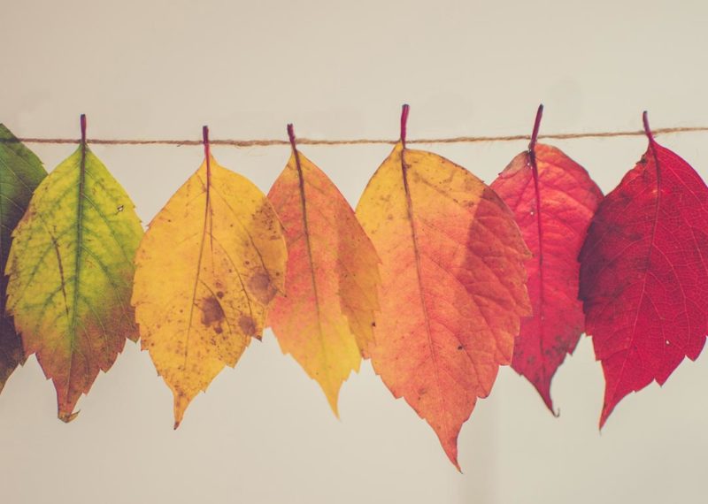 Exploring Consciousness with Martine Batchelor – Perception (sanna)