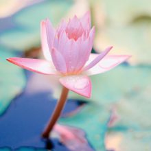 Exploring Consciousness with Martine Batchelor – Intention (cetana=karma) and Attention (manasikara)