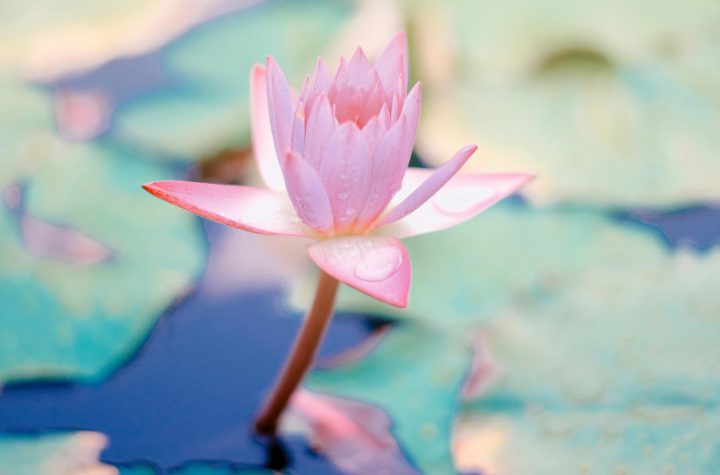 Exploring Consciousness with Martine Batchelor – Intention (cetana=karma) and Attention (manasikara)