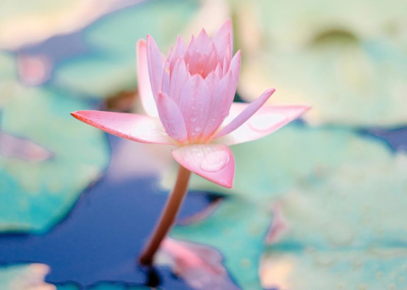 Exploring Consciousness with Martine Batchelor – Intention (cetana=karma) and Attention (manasikara)