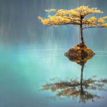 Reflective Tree On Peaceful Water