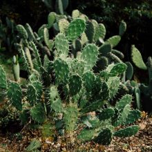 How To Be A Bodhisattva With Justine Dawson