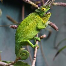 Chameleon