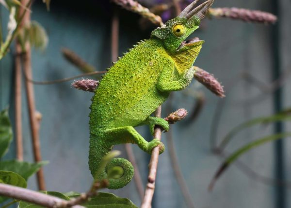 Chameleon