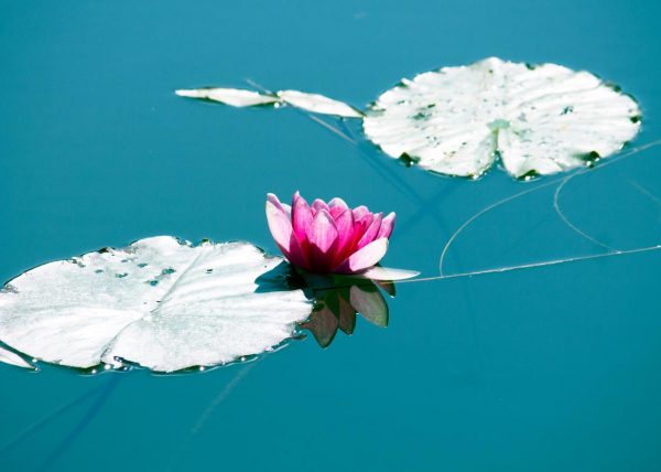 Water Lily