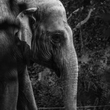 The Elephant's Footprint. The Four Nobel Truths