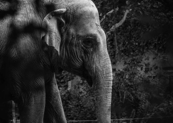 The Elephant's Footprint. The Four Nobel Truths