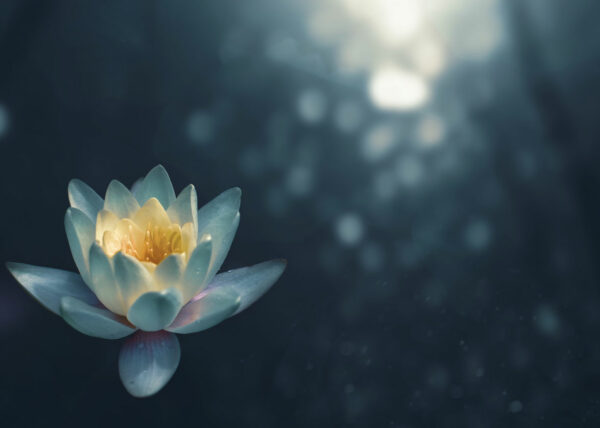 Freedom in Uncertainty