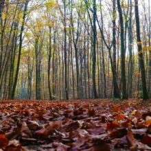 Touching the Earth - Turning the Mind