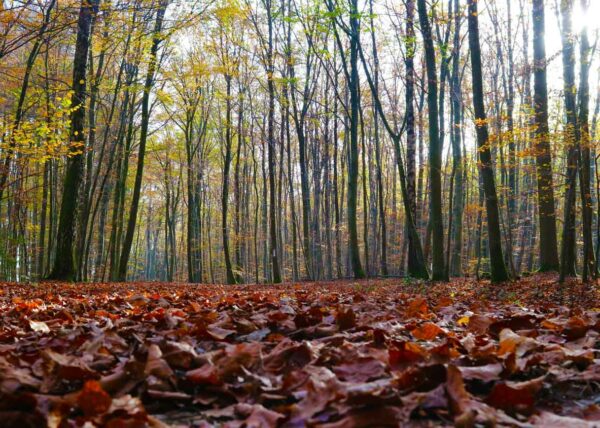 Touching the Earth - Turning the Mind