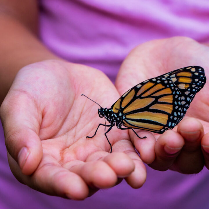 intro-meditation-open-to-experience