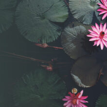 Metta-Vipassana Integrating Heart and Mind