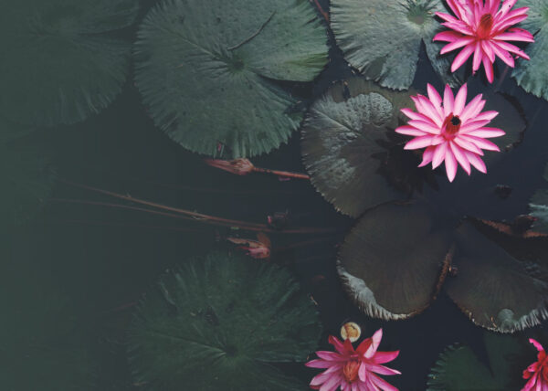 Metta-Vipassana Integrating Heart and Mind
