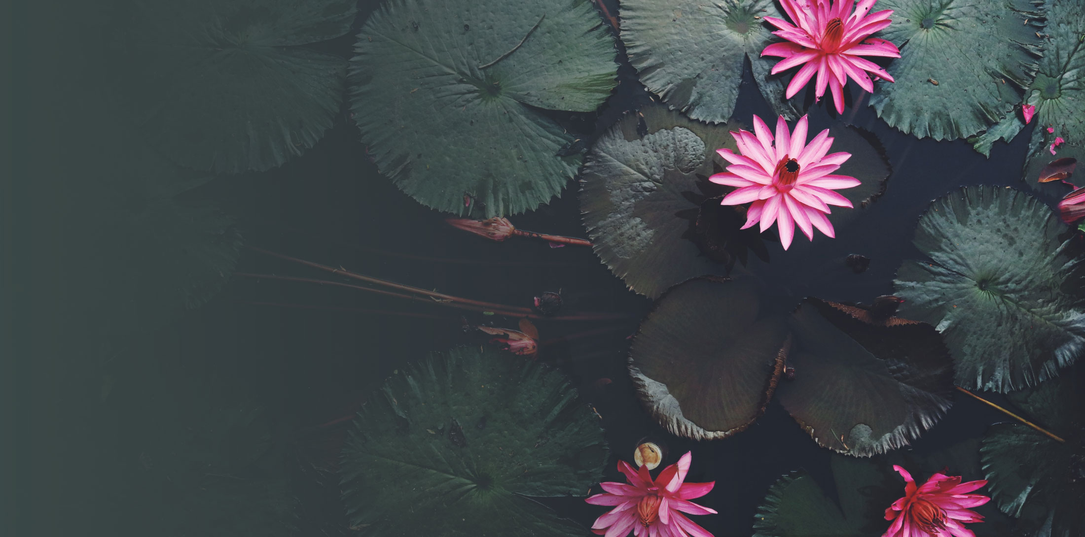 Metta-Vipassana Integrating Heart and Mind