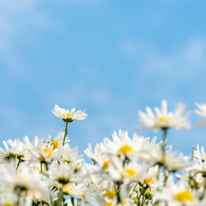 Freedom from Struggle: Practices for Living Peacefully with Pain or Illness with Vidyamala