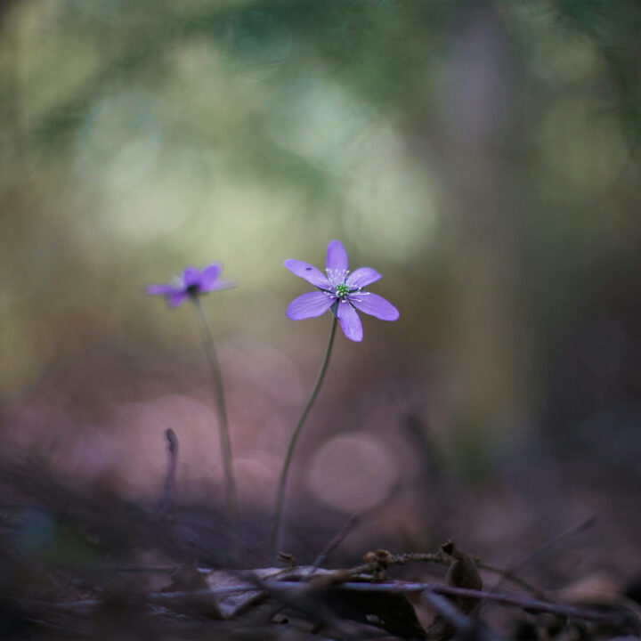 Earth as Refuge, Earth as Teacher - Inclining Our Attention