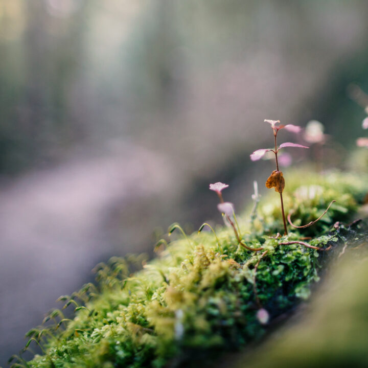 Earth as Refuge, Earth as Teacher - Regenerative Resilience