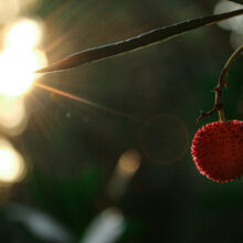 Ripening in the Sun