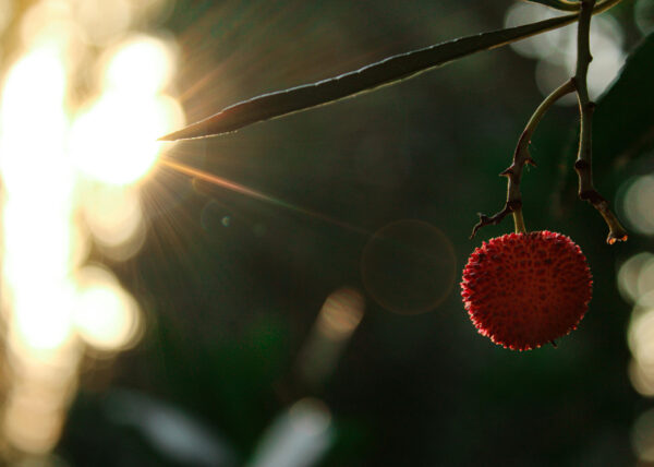 Ripening in the Sun