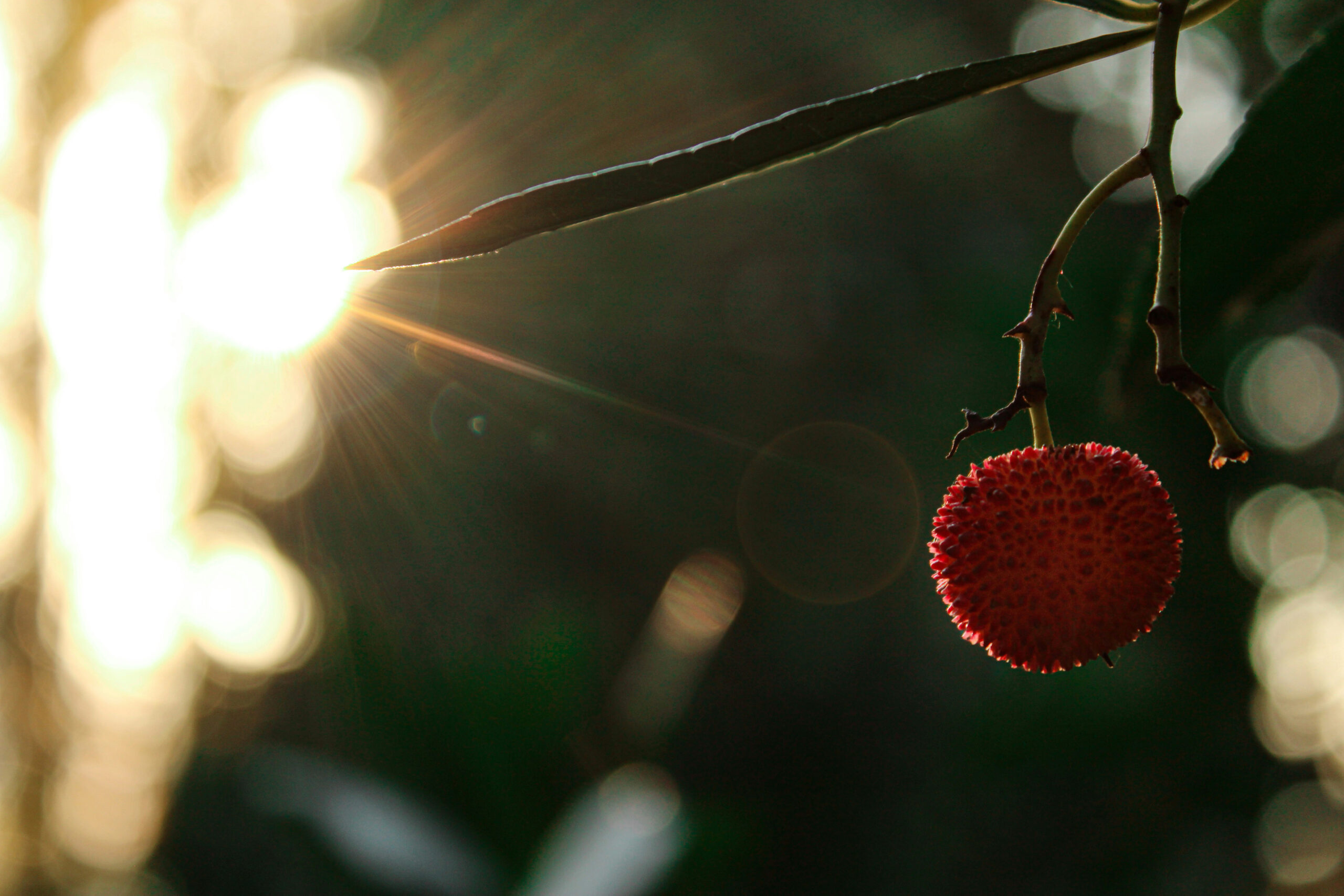 Ripening in the Sun